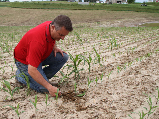 Hail required replanting of corn in west-central Iowa. John Long, an agronomist for Mycogen, said the replanted crop should be looking at black layer the first week of October if no other weather event befalls it. (DTN photo by Pamela Smith)